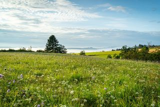 Foto: Wiese